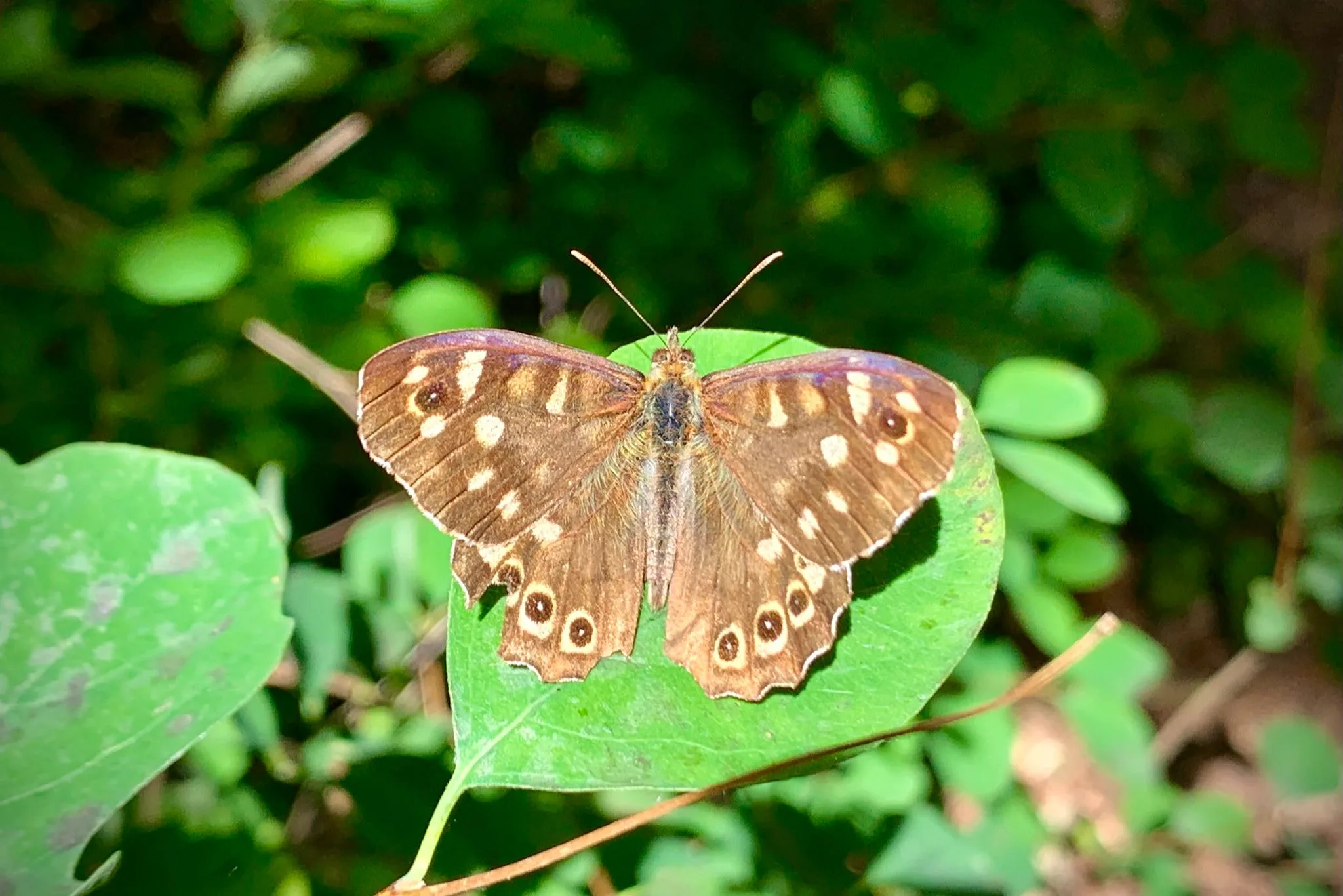 A Speckled Wood butterfly perched on a green leaf.